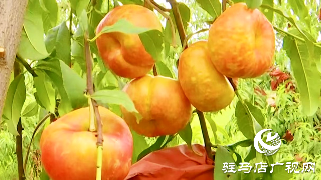 正陽縣:“一村一品”特色產(chǎn)業(yè) 助推農(nóng)業(yè)增效 農(nóng)民增收
