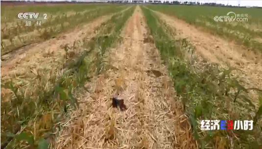《經(jīng)濟半小時》 ——2024.06.28 河南：抗大旱 保“三夏”