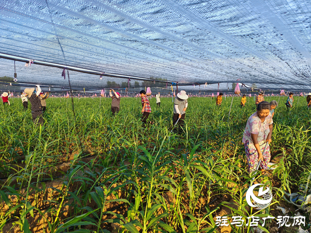 平輿縣廟灣鎮(zhèn)龍王廟村：二千余畝生姜長(zhǎng)勢(shì)較好 村民致富&ldquo;姜&rdquo;來可期