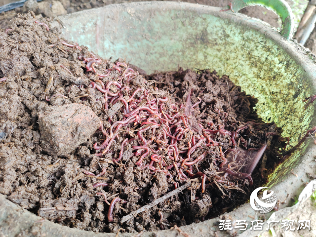 平輿縣辛店鄉(xiāng)黃寨村：蚯蚓養(yǎng)殖&ldquo;蚓&rdquo;出致富新路子