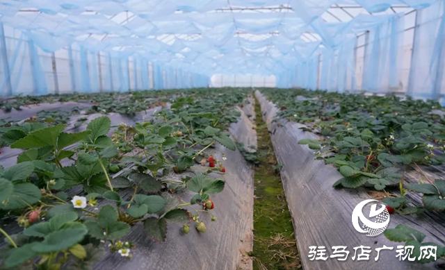 確山縣雙河鎮(zhèn)：&ldquo;五星&rdquo;支部引領(lǐng)產(chǎn)業(yè)興