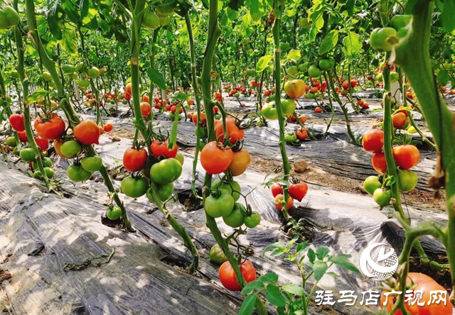 確山縣雙河鎮(zhèn)：&ldquo;五星&rdquo;支部引領(lǐng)產(chǎn)業(yè)興