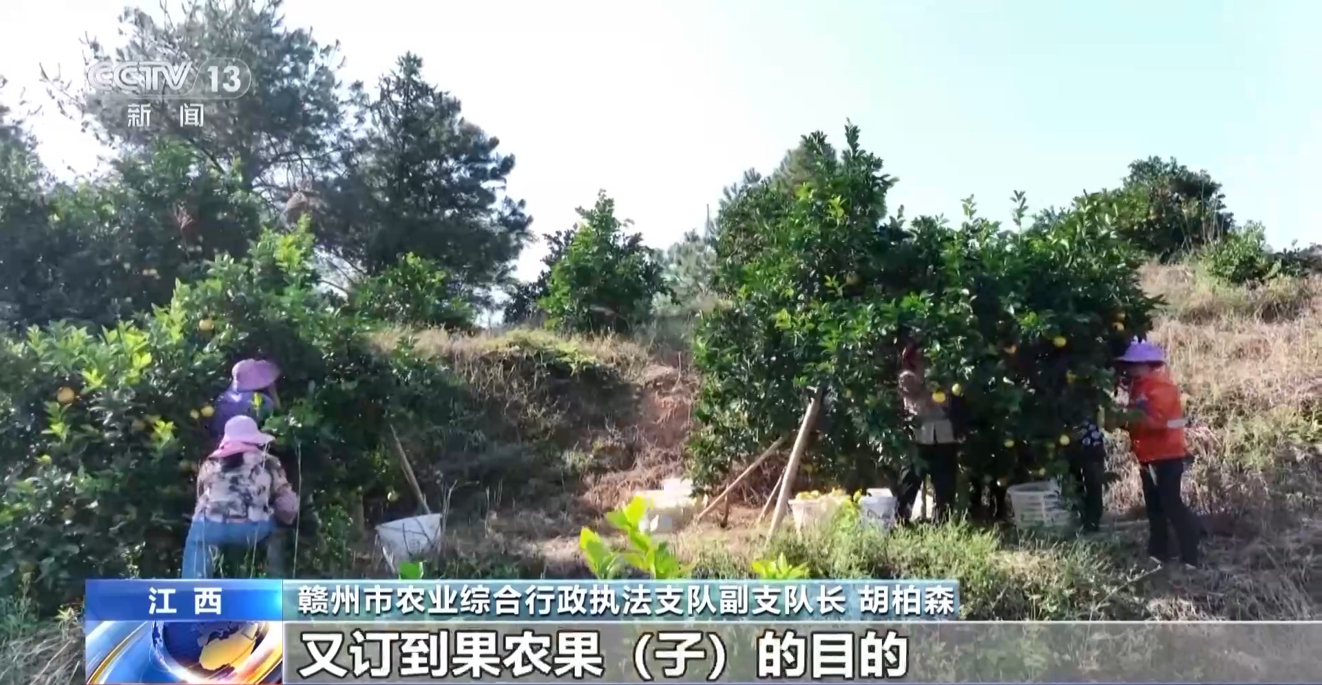 高價(jià)回收是誘餌！警惕以“訂單農(nóng)業(yè)”為名的騙局