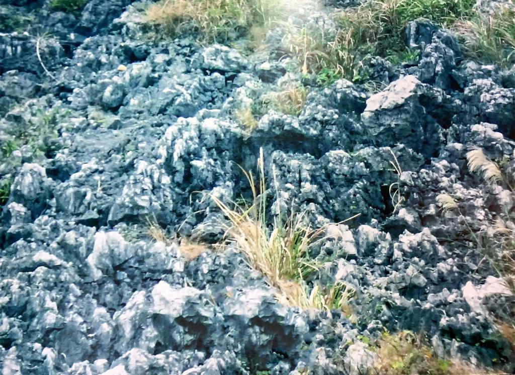 時(shí)光相冊(cè)丨弄拉的重生：荒山披綠 窮嶺生金