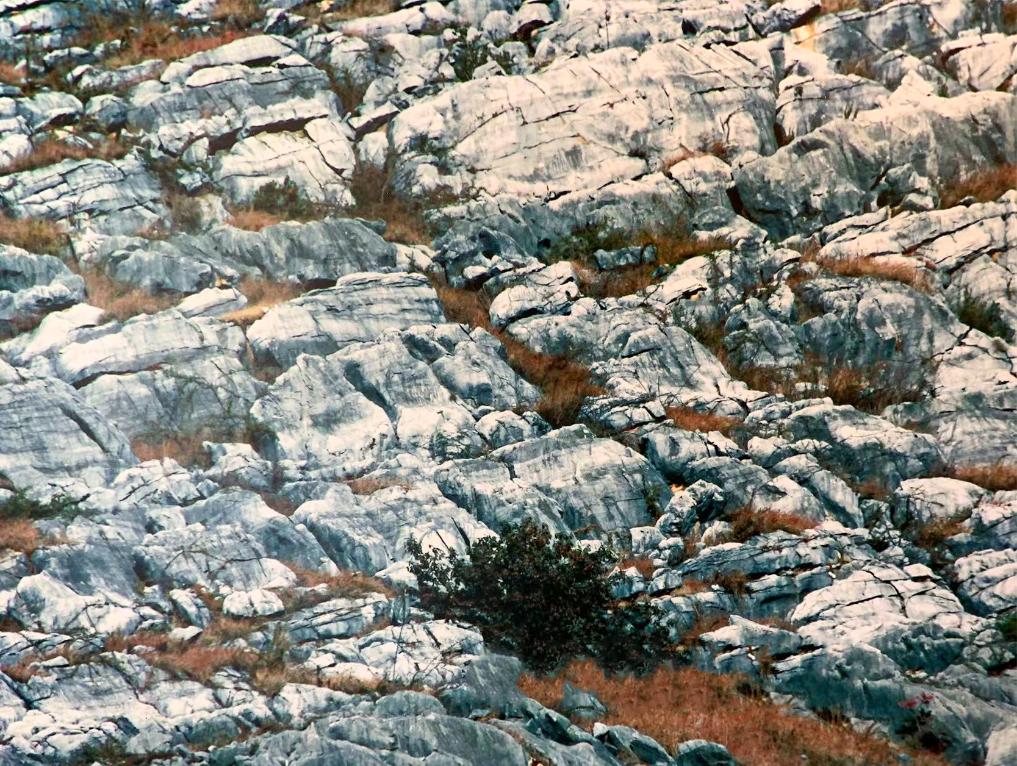 時(shí)光相冊(cè)丨弄拉的重生：荒山披綠 窮嶺生金