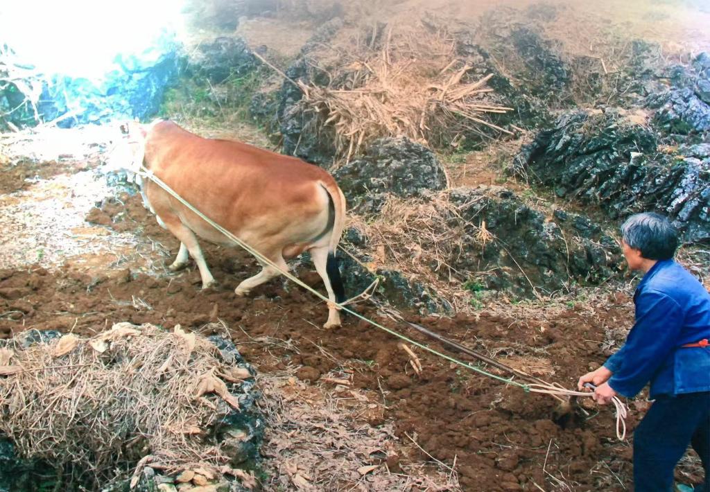 時(shí)光相冊(cè)丨弄拉的重生：荒山披綠 窮嶺生金