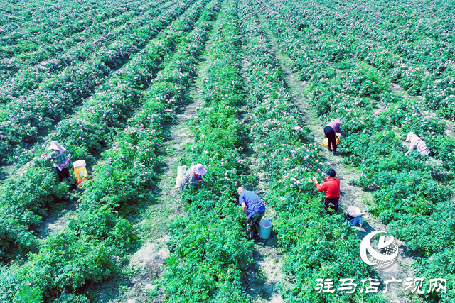 正陽縣清源街道:黨建引領聚合力 爭創(chuàng)“五星”促發(fā)展