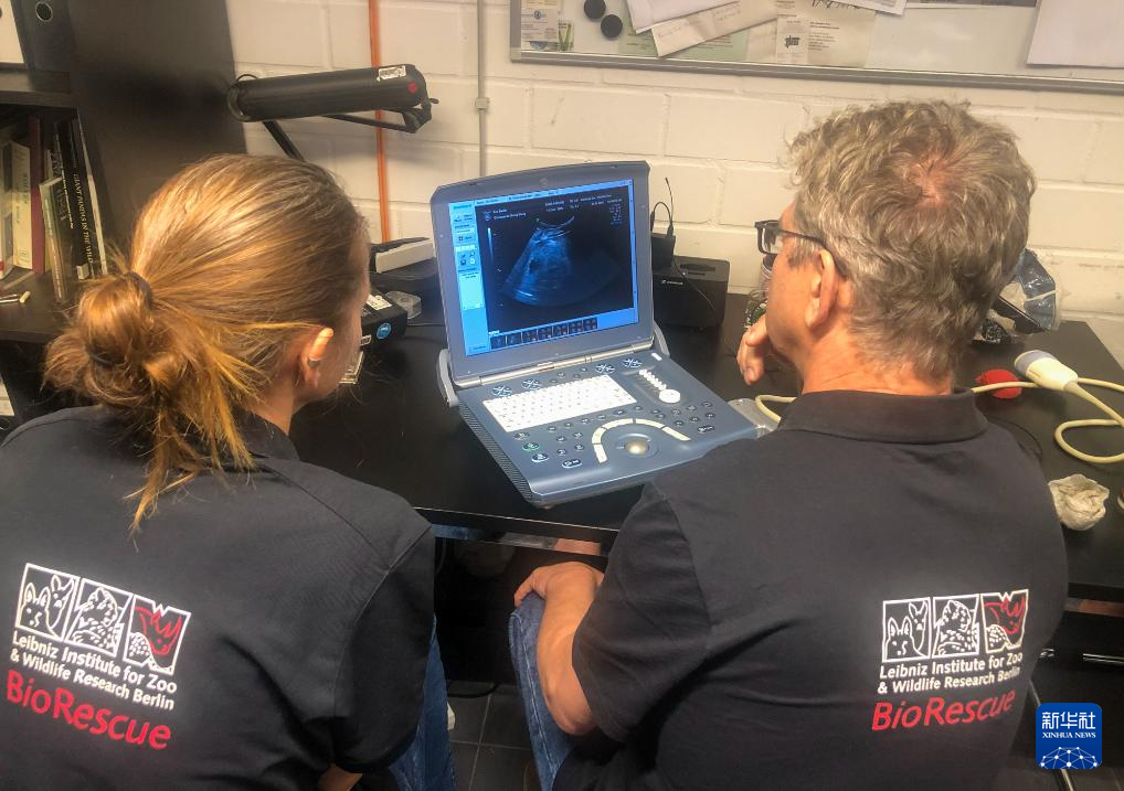 旅德大熊貓“夢(mèng)夢(mèng)”再次懷上雙胞胎