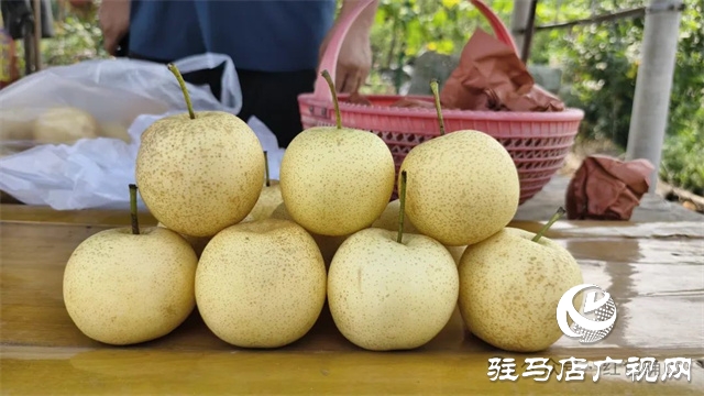 確山縣瓦崗鎮(zhèn):瓜果飄香醉游人