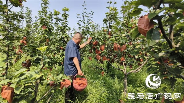 確山縣瓦崗鎮(zhèn):瓜果飄香醉游人