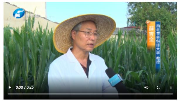 直擊現(xiàn)場(chǎng)！多位農(nóng)業(yè)專(zhuān)家實(shí)地調(diào)查玉米&ldquo;空稈、超短裙&rdquo;現(xiàn)象