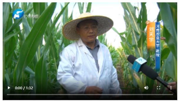 直擊現(xiàn)場(chǎng)！多位農(nóng)業(yè)專(zhuān)家實(shí)地調(diào)查玉米&ldquo;空稈、超短裙&rdquo;現(xiàn)象