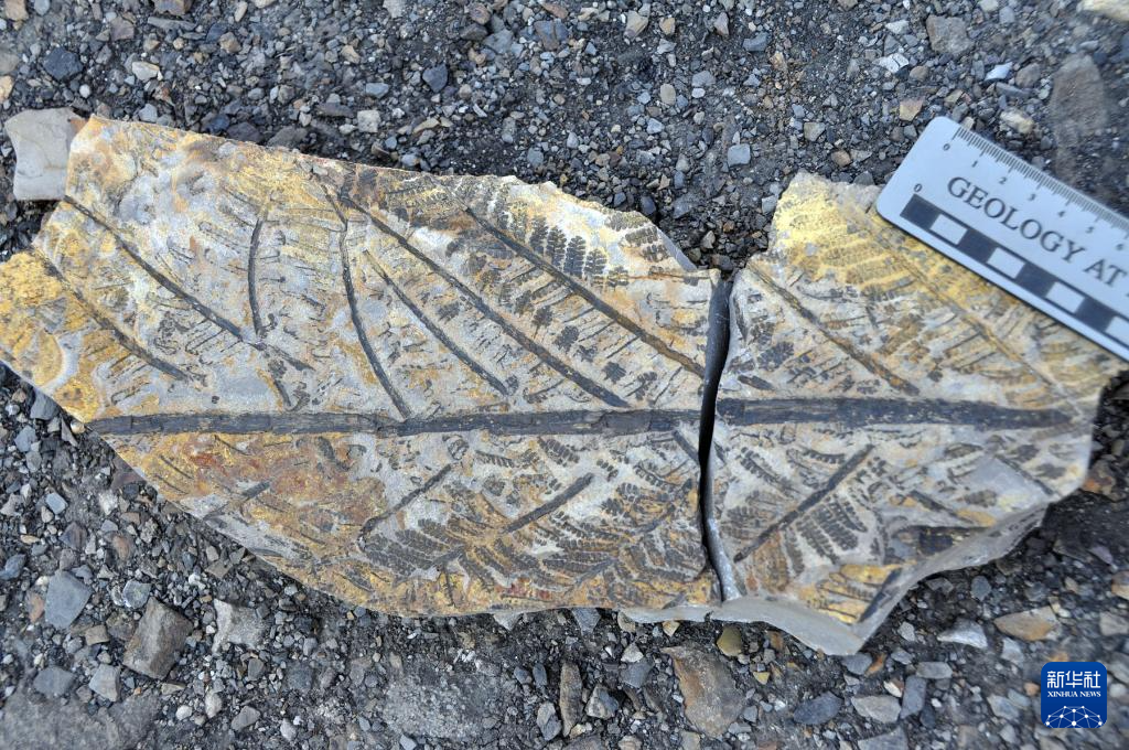 內蒙古烏海有一座“植物龐貝城”