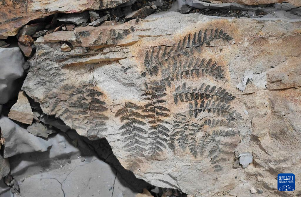 內蒙古烏海有一座“植物龐貝城”