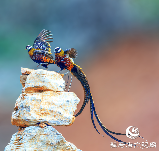 泌陽(yáng)縣銅山湖：珍稀白冠長(zhǎng)尾雉“落戶”生態(tài)保護(hù)顯成效