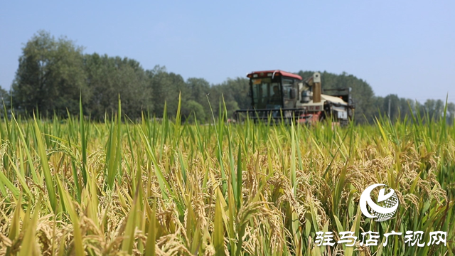 正陽縣:30萬畝水稻開鐮收割