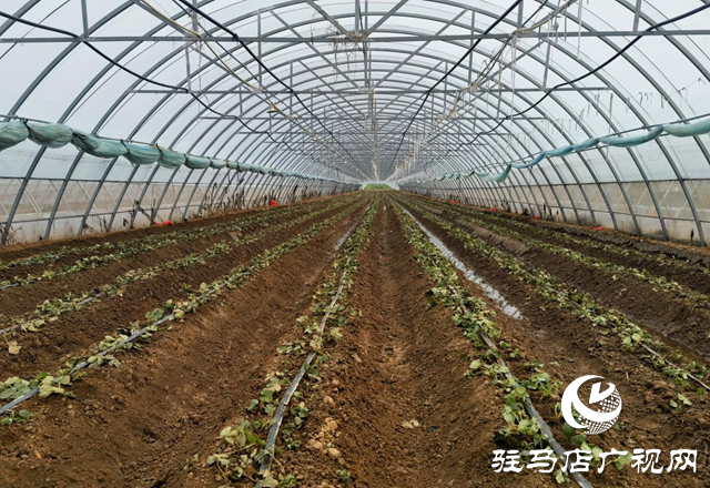 確山縣劉店鎮(zhèn):大棚草莓栽種忙