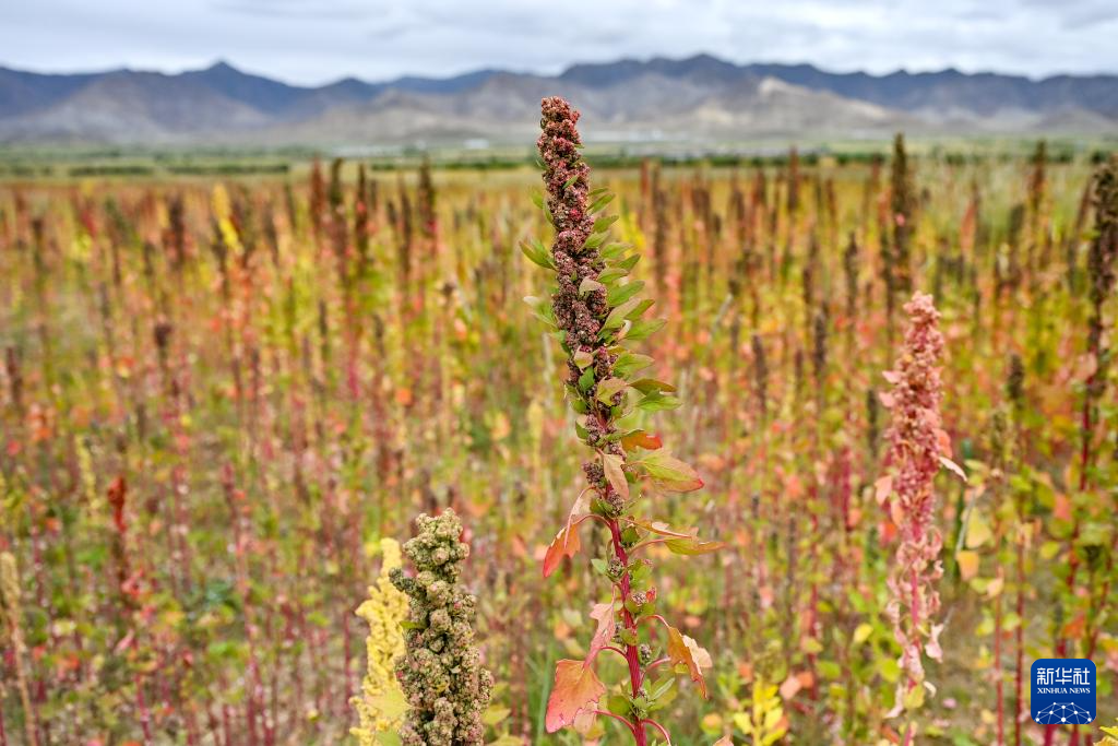 雪域高原煥新貌:高原藜麥種植帶動西藏農戶增收