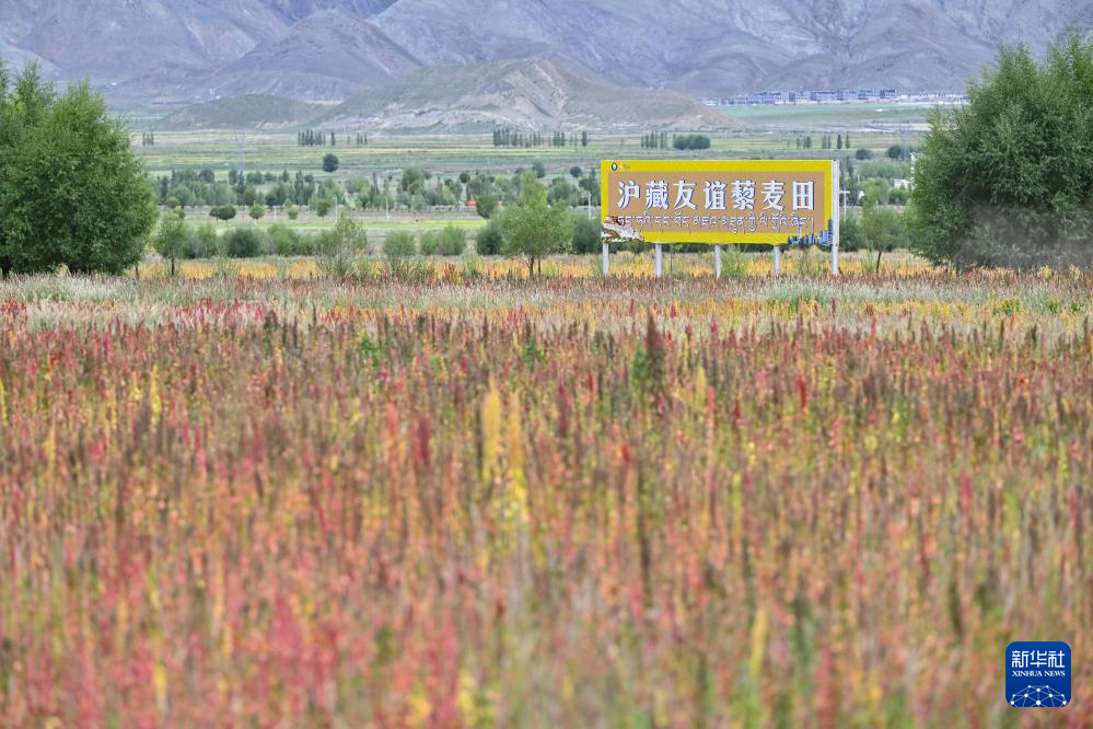 雪域高原煥新貌:高原藜麥種植帶動西藏農戶增收