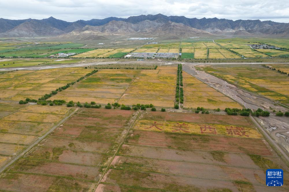 雪域高原煥新貌:高原藜麥種植帶動西藏農戶增收