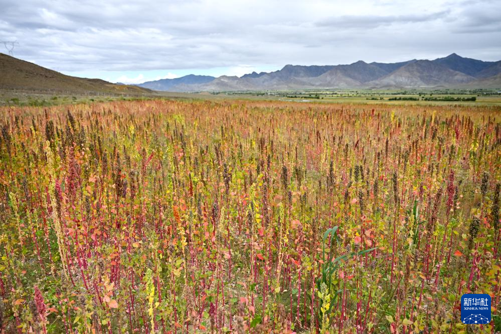 雪域高原煥新貌:高原藜麥種植帶動西藏農戶增收