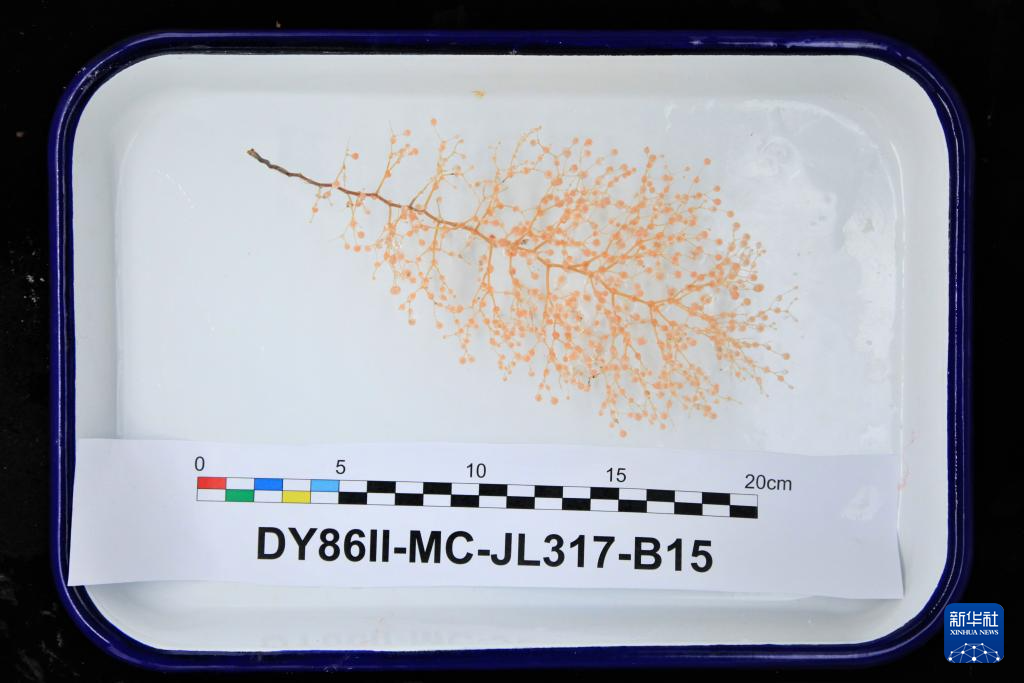 “蛟龍?zhí)?rdquo;完成2024西太平洋國(guó)際航次科考最后一潛