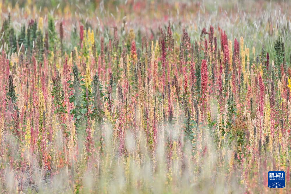 雪域高原煥新貌:高原藜麥種植帶動西藏農戶增收
