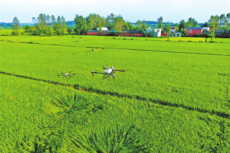 科技“上色”，秋糧“豐”景在望