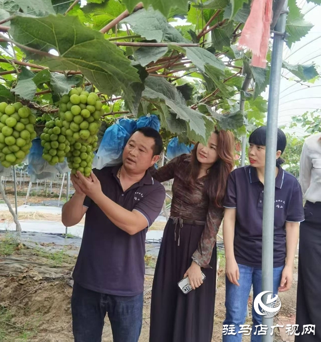 確山縣劉店鎮(zhèn)：&ldquo;陽光玫瑰&rdquo;喜迎豐收 特色產(chǎn)業(yè)助力鄉(xiāng)村振興