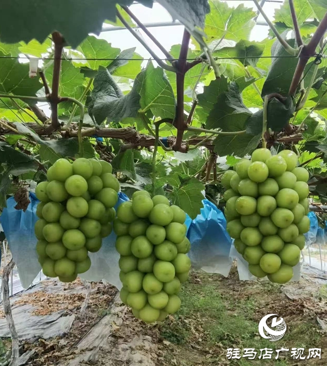 確山縣劉店鎮(zhèn)：&ldquo;陽光玫瑰&rdquo;喜迎豐收 特色產(chǎn)業(yè)助力鄉(xiāng)村振興