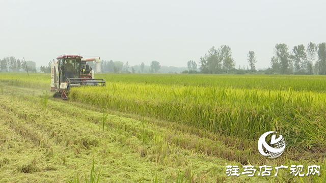 正陽縣大林鎮(zhèn):稻穗搖曳迎豐年“魚米之鄉(xiāng)”展新顏