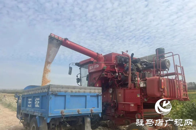 駐馬店:大豆玉米復(fù)合種植 助力農(nóng)業(yè)增產(chǎn)增收