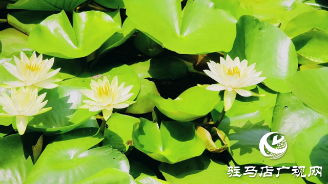 泌陽(yáng)縣和園:秋色宜人處 風(fēng)光入畫(huà)來(lái)