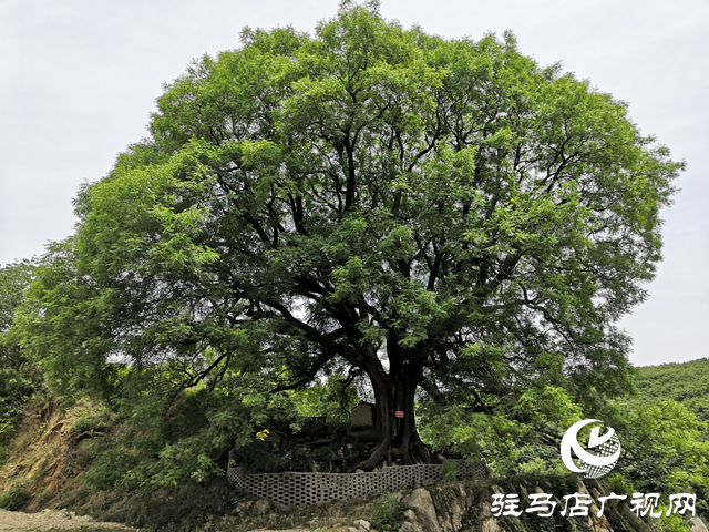 古樹名木知多少？