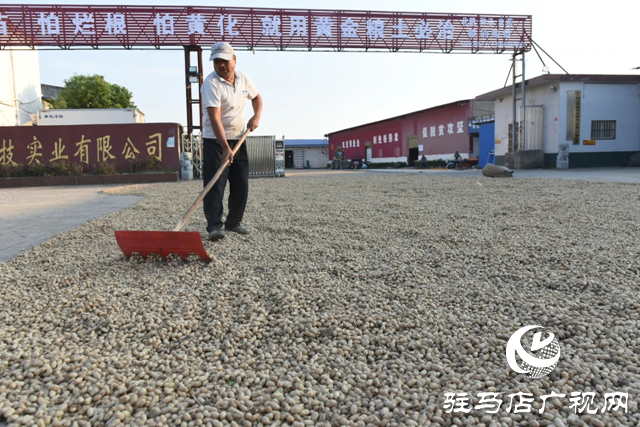 正陽縣:小花生“撬動”百億級產(chǎn)業(yè)集群