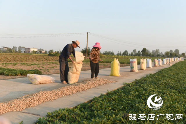 正陽縣:小花生“撬動”百億級產(chǎn)業(yè)集群
