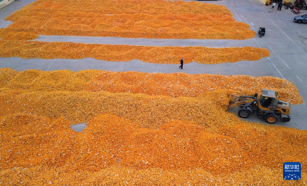 金秋好“豐”景