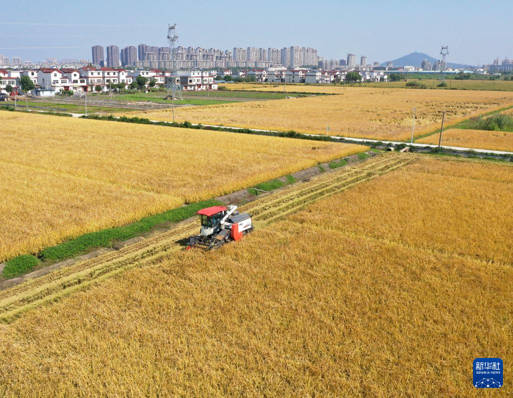 金秋好“豐”景