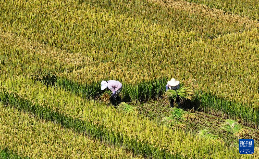 金秋好“豐”景