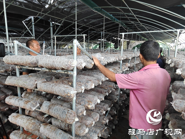 泌陽縣馬谷田鎮(zhèn):小香菇撐起群眾“致富傘”