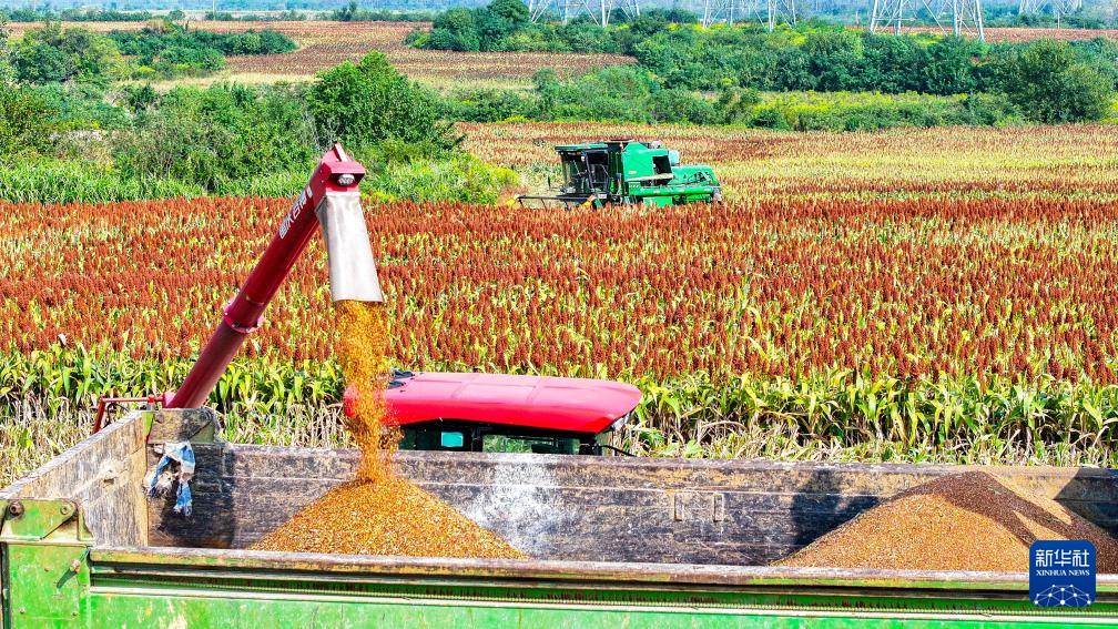 金秋好“豐”景