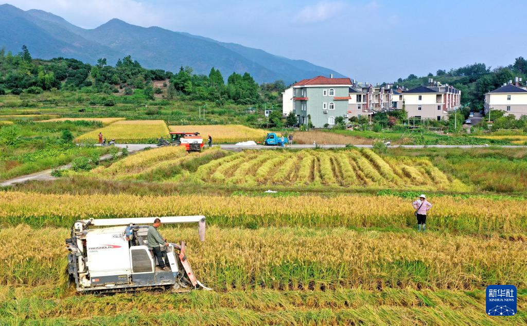 金秋好“豐”景