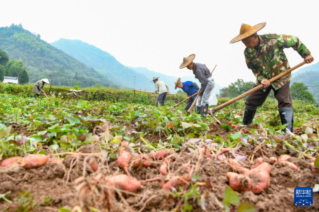 金秋好“豐”景
