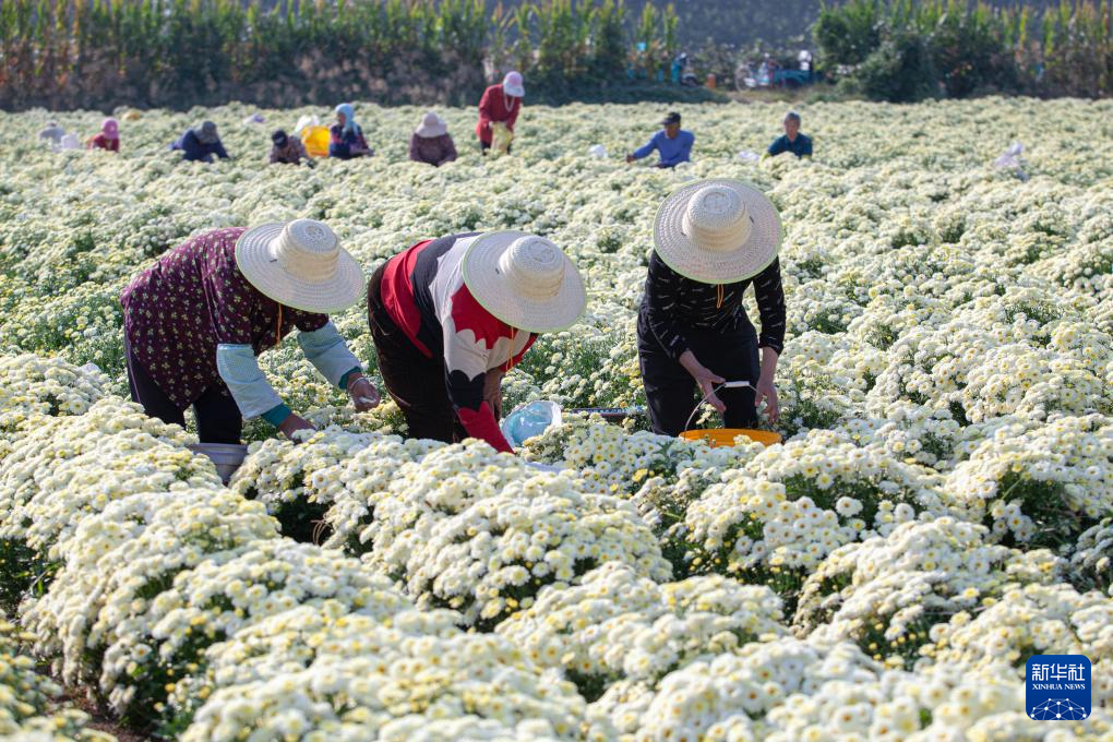 金秋好“豐”景