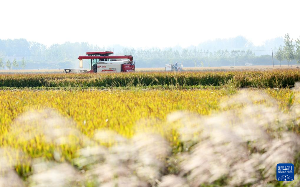 金秋好“豐”景