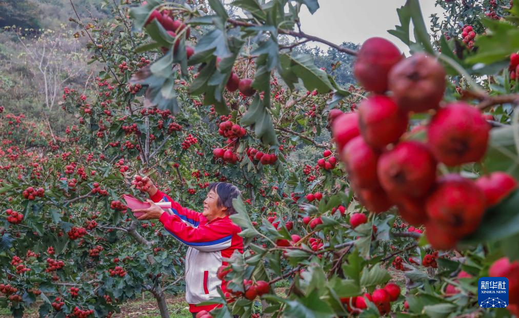 金秋好“豐”景