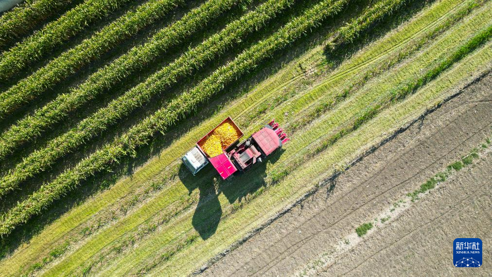 金秋好“豐”景
