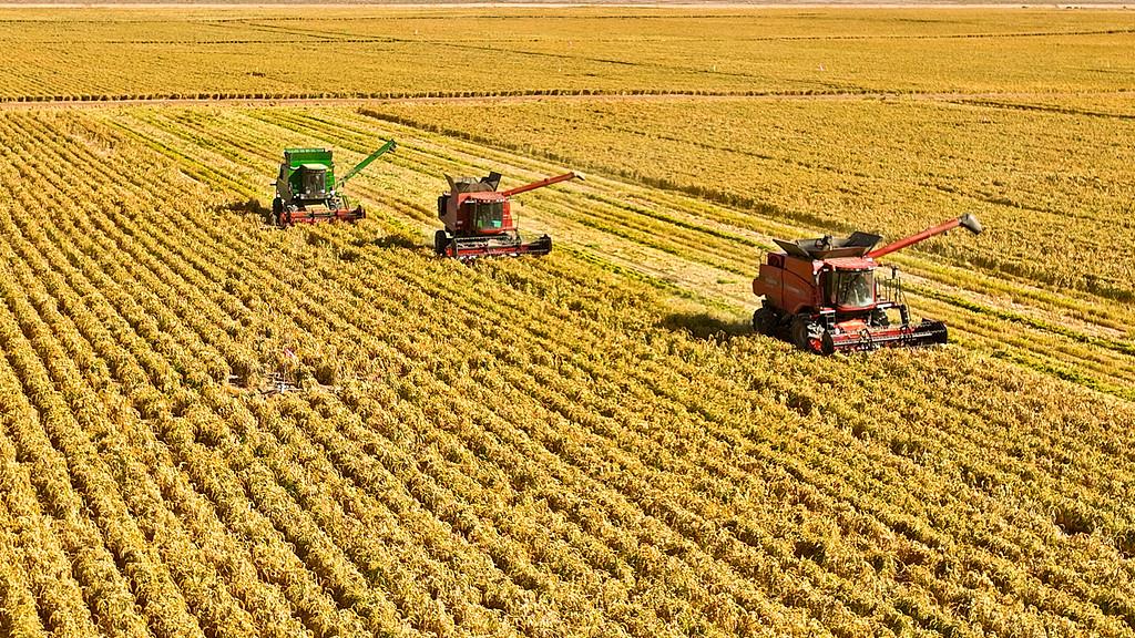 又是一年好“豐”景！全國(guó)秋糧已收獲59.8%