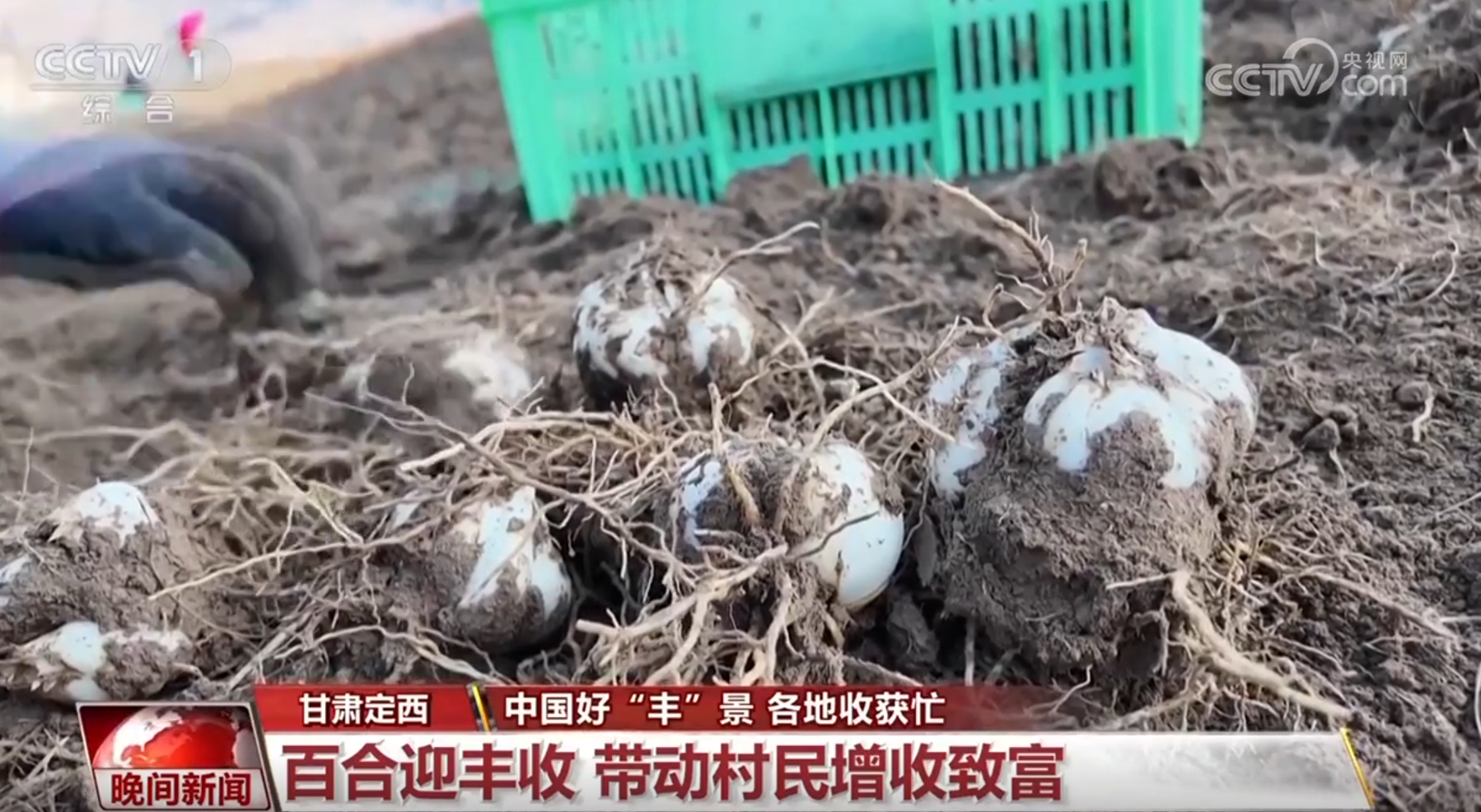 稻谷香、魚滿艙、棉花朵朵開&hellip;&hellip;田間地頭收獲忙 一派活力好&ldquo;豐&rdquo;光