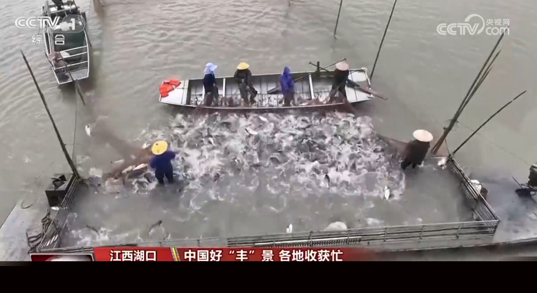 稻谷香、魚滿艙、棉花朵朵開&hellip;&hellip;田間地頭收獲忙 一派活力好&ldquo;豐&rdquo;光